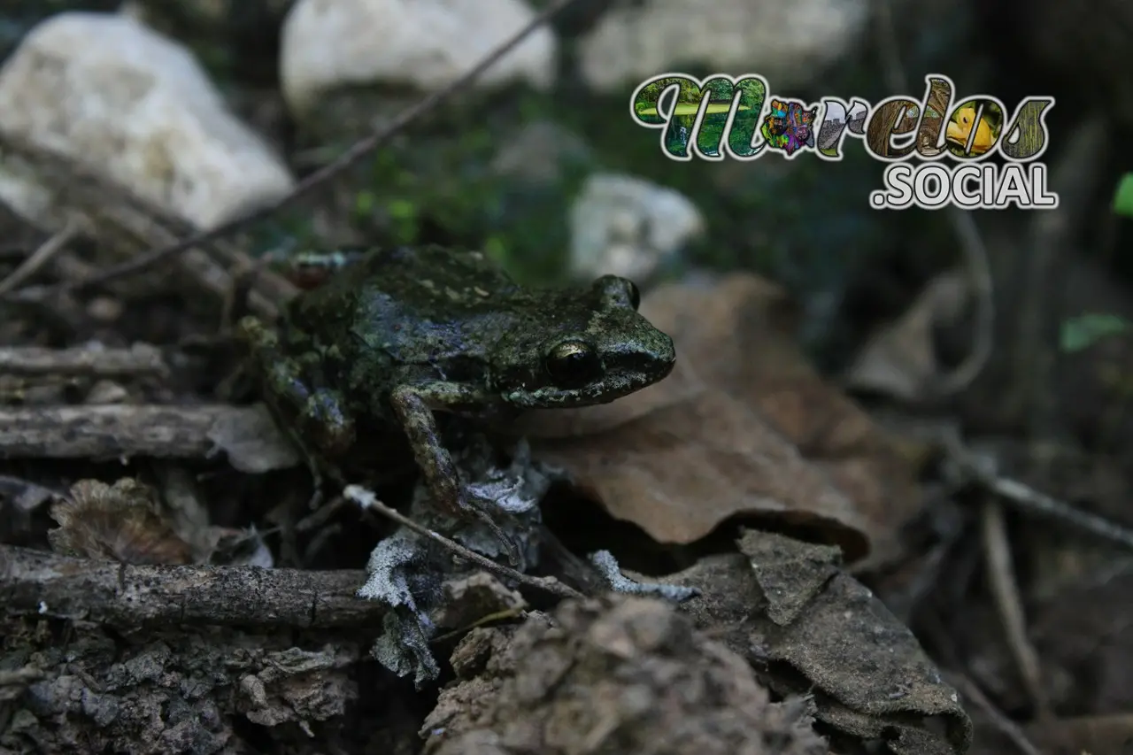 Rana de la especie "Syrrophus nitidus" en su hábitat natural