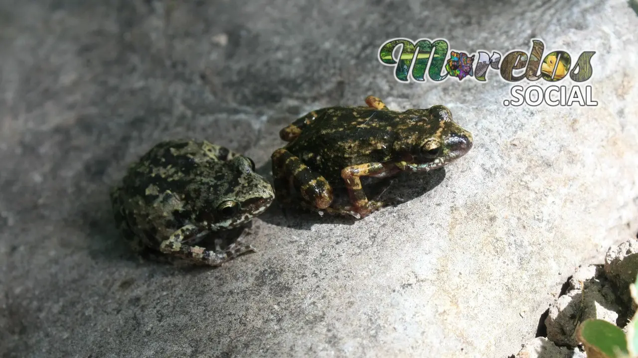 Ranas de la especie "Syrrophus nitidus" macho y hembra, en su hábitat natural