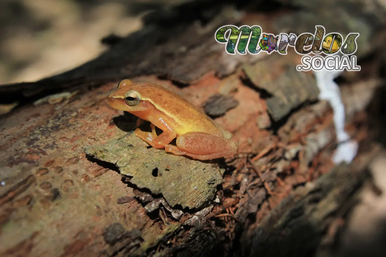 Rana de la especie "Tlalocohyla picta" posada sobre un tronco