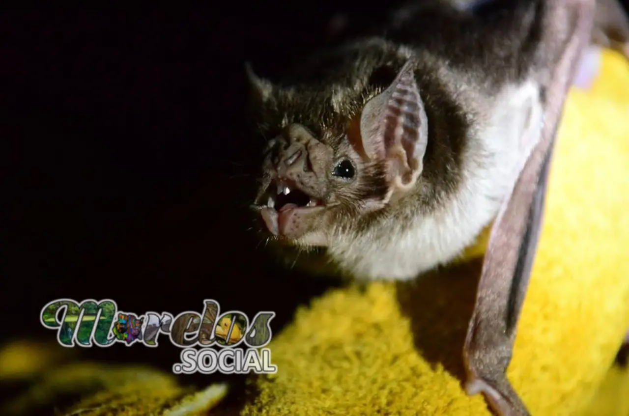 El Vampiro Desmodus rotundus y su Presencia en Morelos