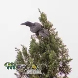 Hurraca posada sobre un Árbol en el estado de Morelos