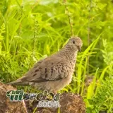 Aves: Tortolita (Columbina) del estado de Morelos, México