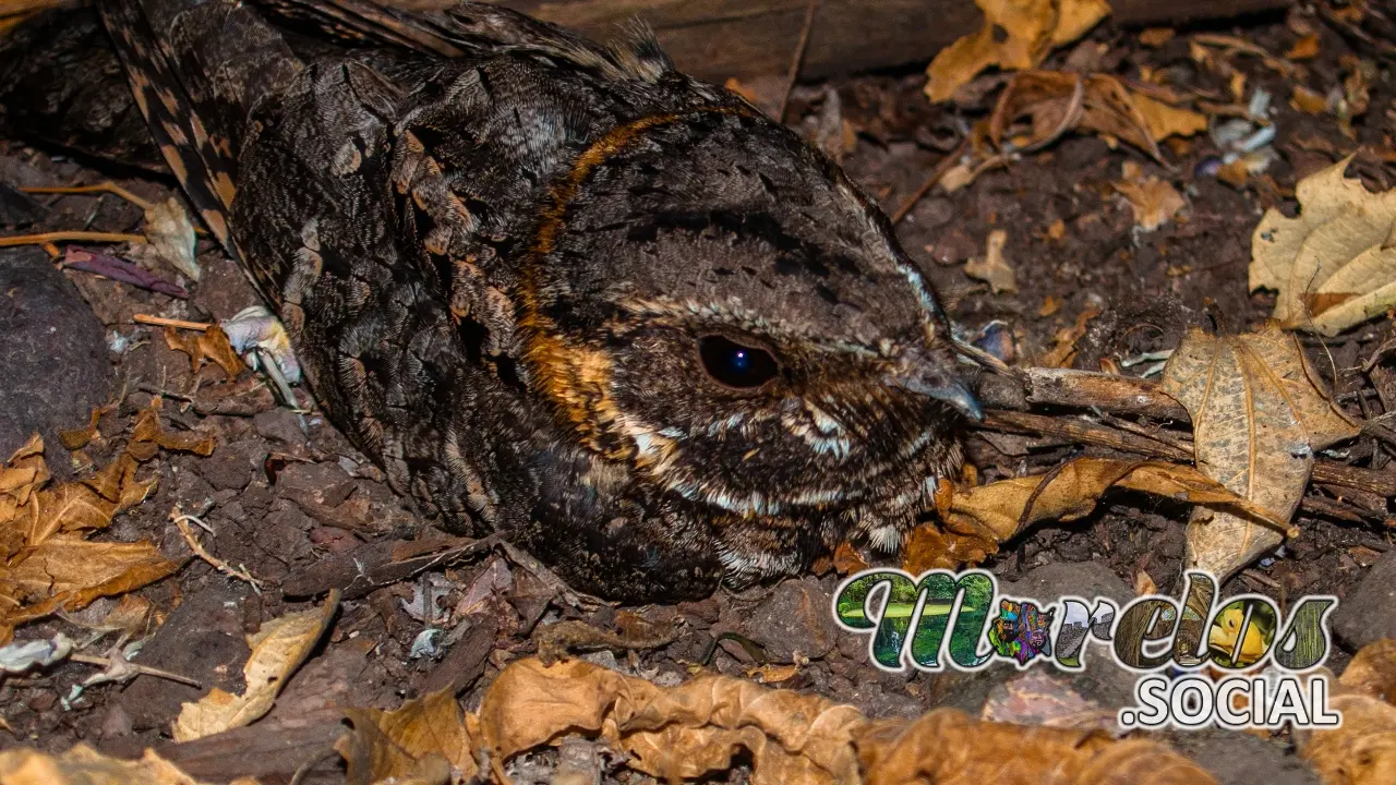 Aves: Tapacaminos un ave que le gusta camuflarse