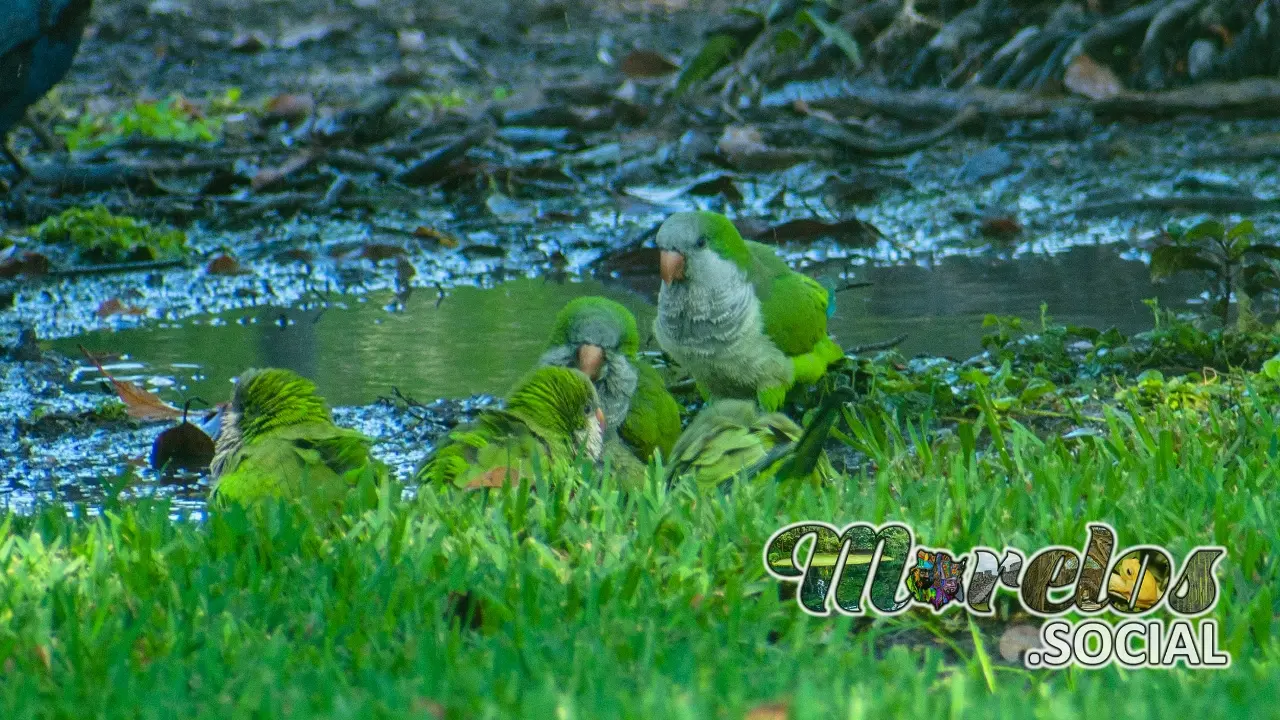 La Cotorra Argentina una plaga de aves en el estado de Morelos y México