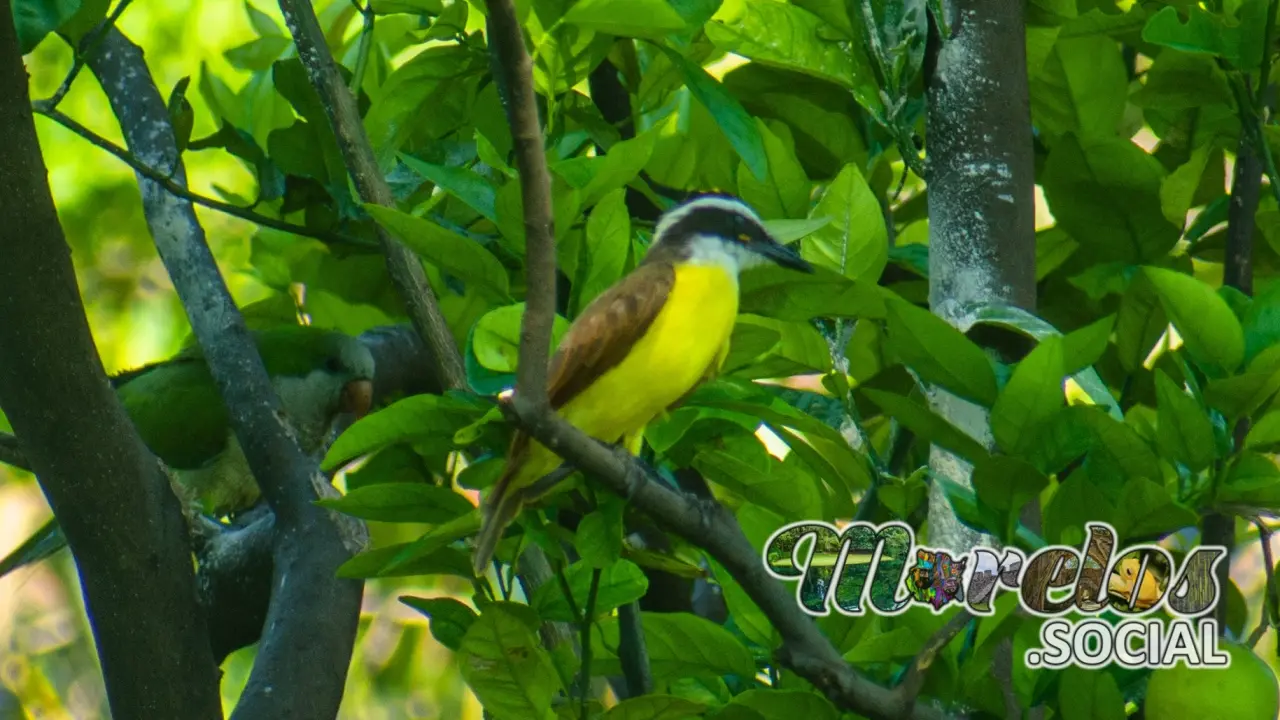 Aves en Morelos - Luisito Comun (Myiozetetes similis) y Cotorra Argentina.