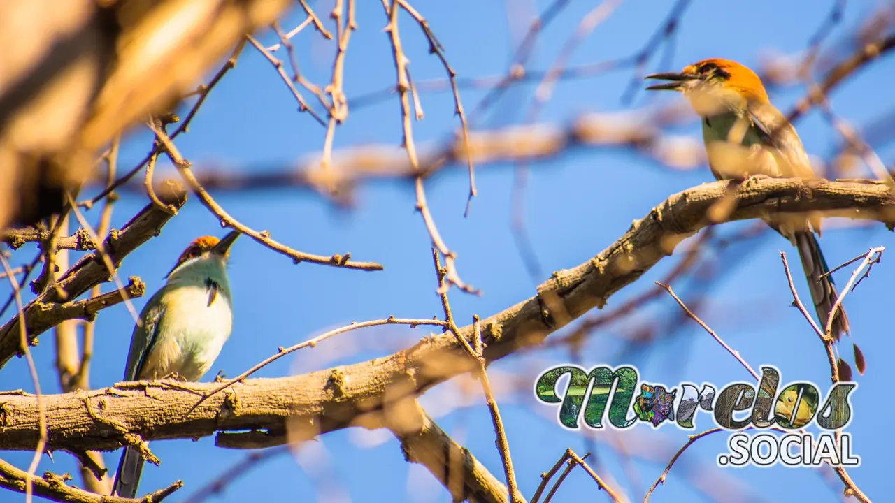 Aves: Una pareja de momotos Mexicanos nativos de Morelos