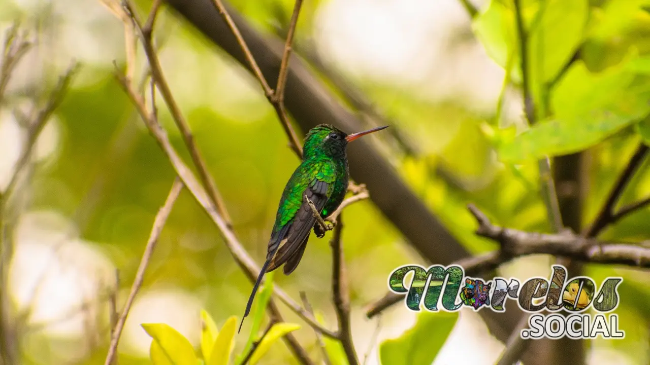 Aves: Colibri verde del estado de Morelos, México