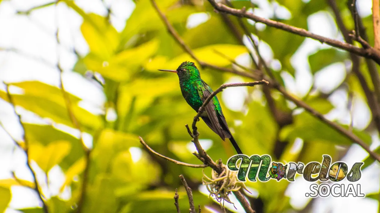 Un bello colibrí de color verde del estado de Morelos