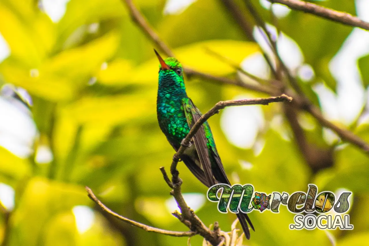 Colibrí un ave adorada en el México Prehispánico