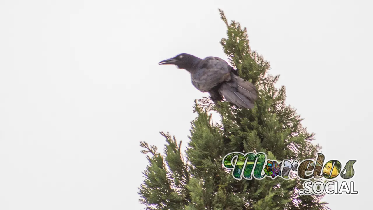 Hurraca posada sobre un Árbol en el estado de Morelos