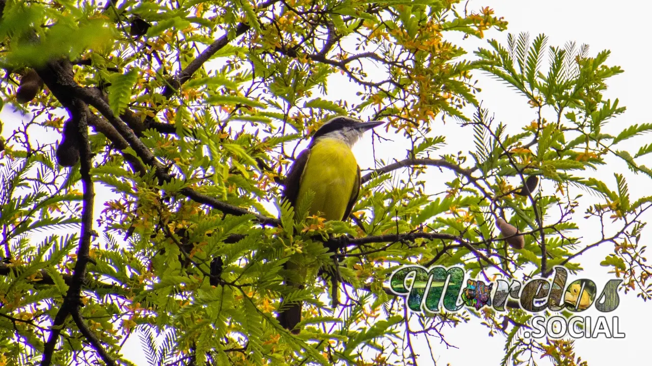 Luisito Comun (Myiozetetes similis) un ave de Morelos