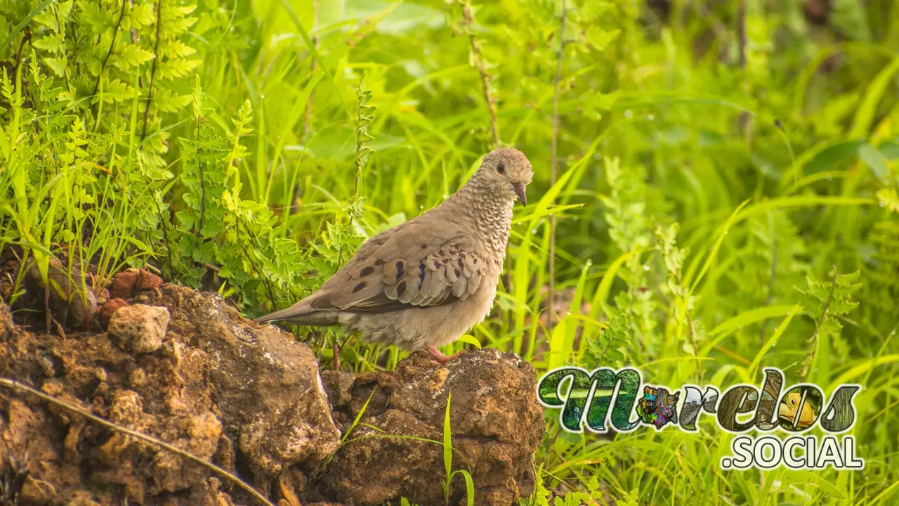 Aves: Tortolita (Columbina) del estado de Morelos, México