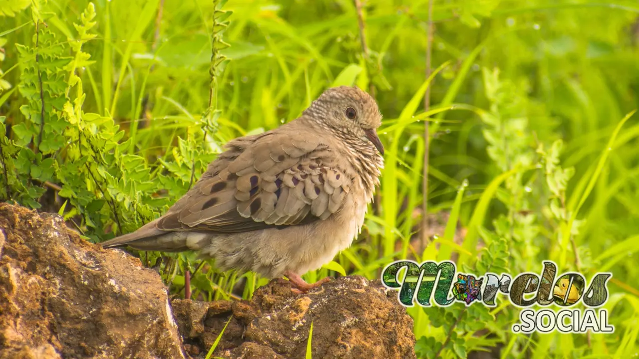 Aves: Tortolita Mexica o Columbina Inca