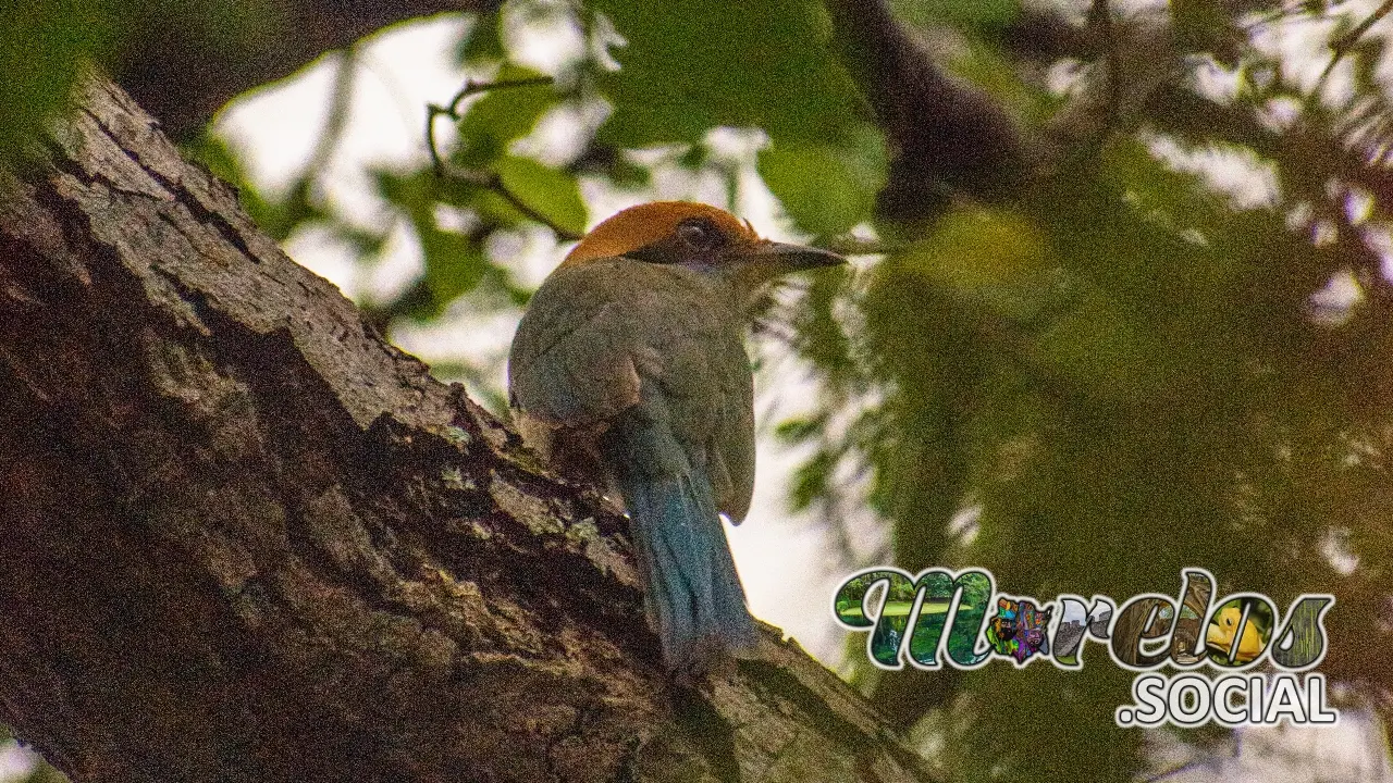 Momotus mexicanus visto en el estado de Morelos