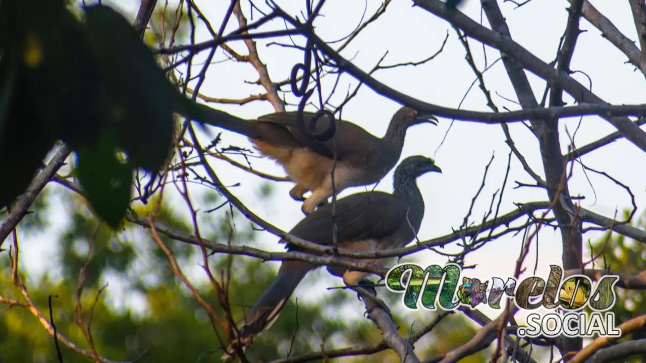 Aves: Chachalacas del estado de Morelos.