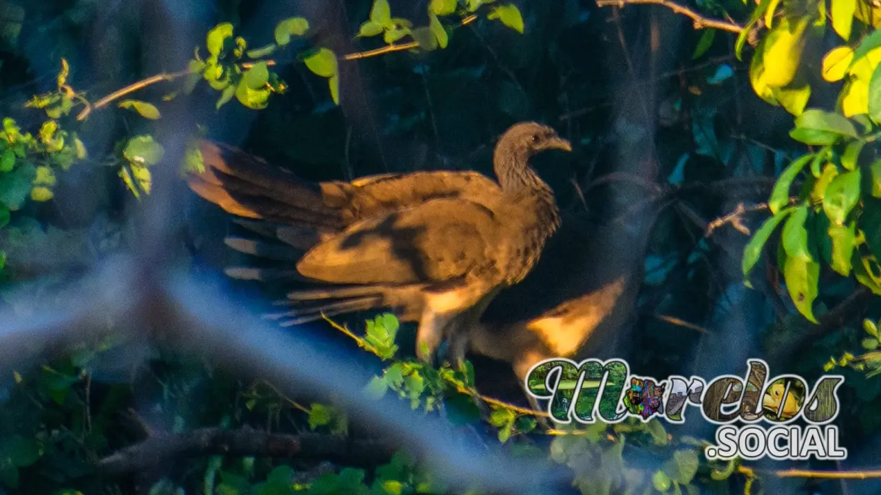 Aves: Chachalacas de Morelos