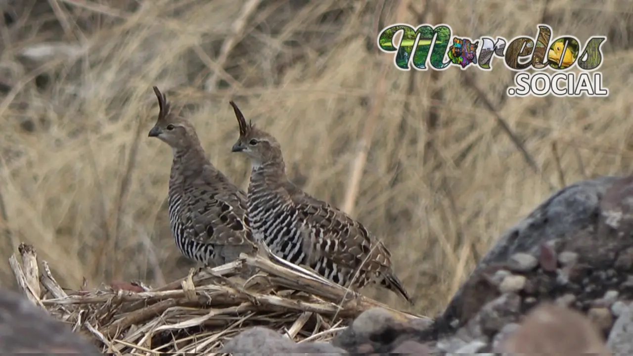 Codorniz Barrada (Philortyx fasciatus) - ave del estado de Morelos