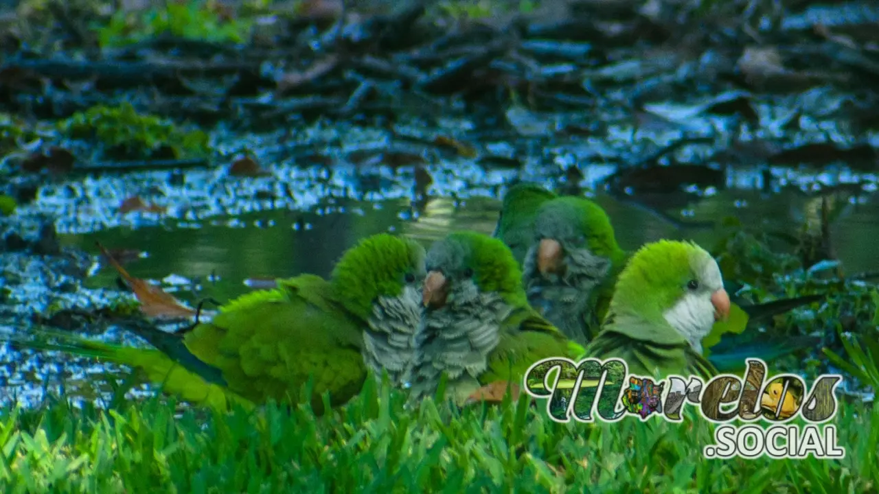 Animales Que Habitan En El Estado De Morelos morelos.social