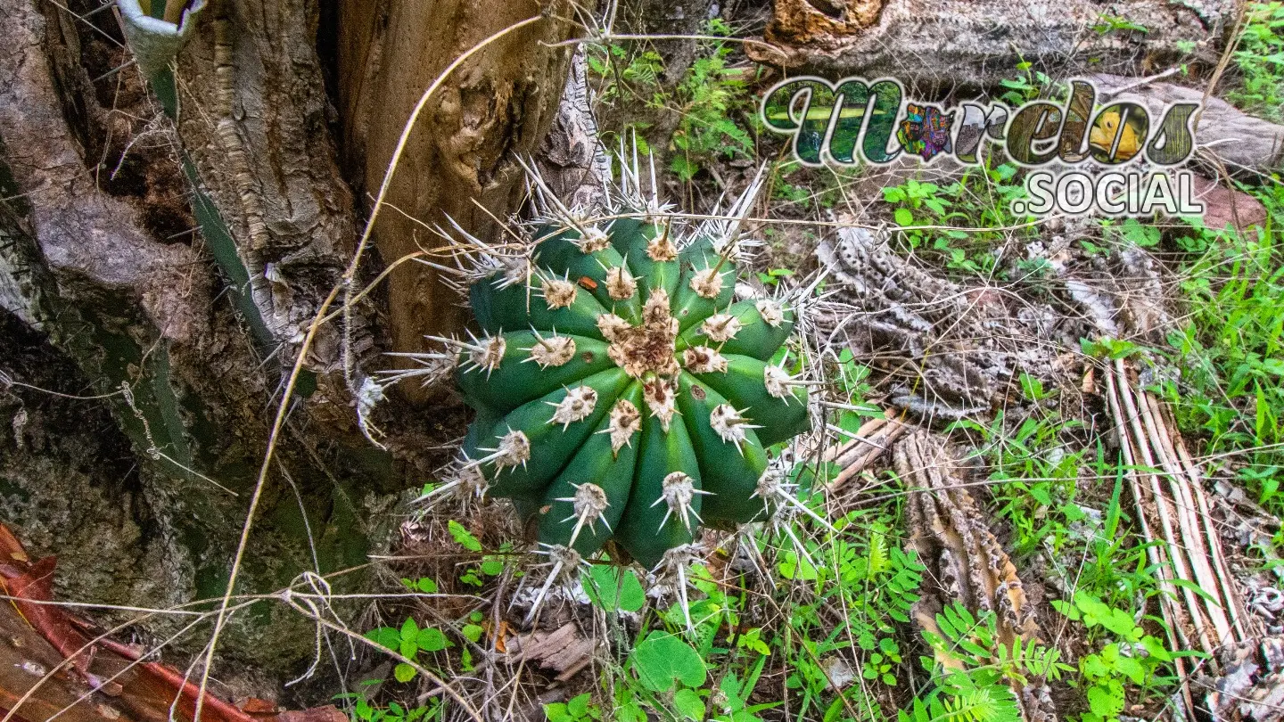 Cactacea de la Selva Baja Caducifolia en la zona arqueologica de Chimalacatlán