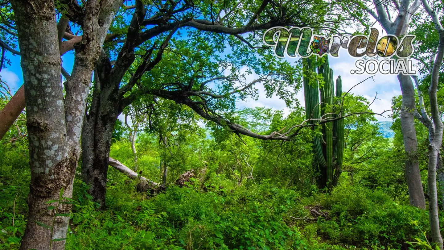 Naturaleza a los alrededores de la zona arqueológica de Chimalacatlán