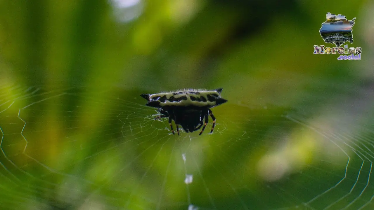 Araña Tejedora Espinosa "Gasteracantha cancriformis"