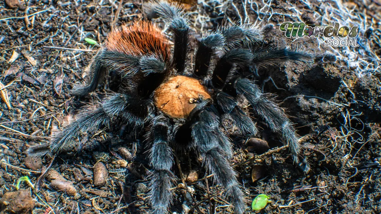 Tarantula registrada en el estado de Morelos