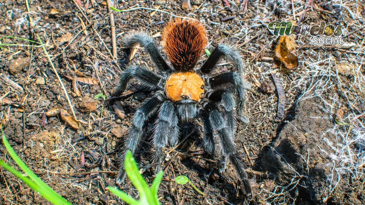 Tarantula Brachypelma Albiceps vista en el estado de Morelos