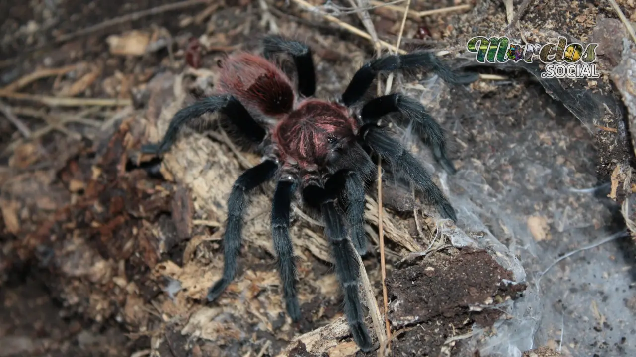 Tarantulas: Estas arañas pertenecen al orden Araneae y a la familia Theraphosidae