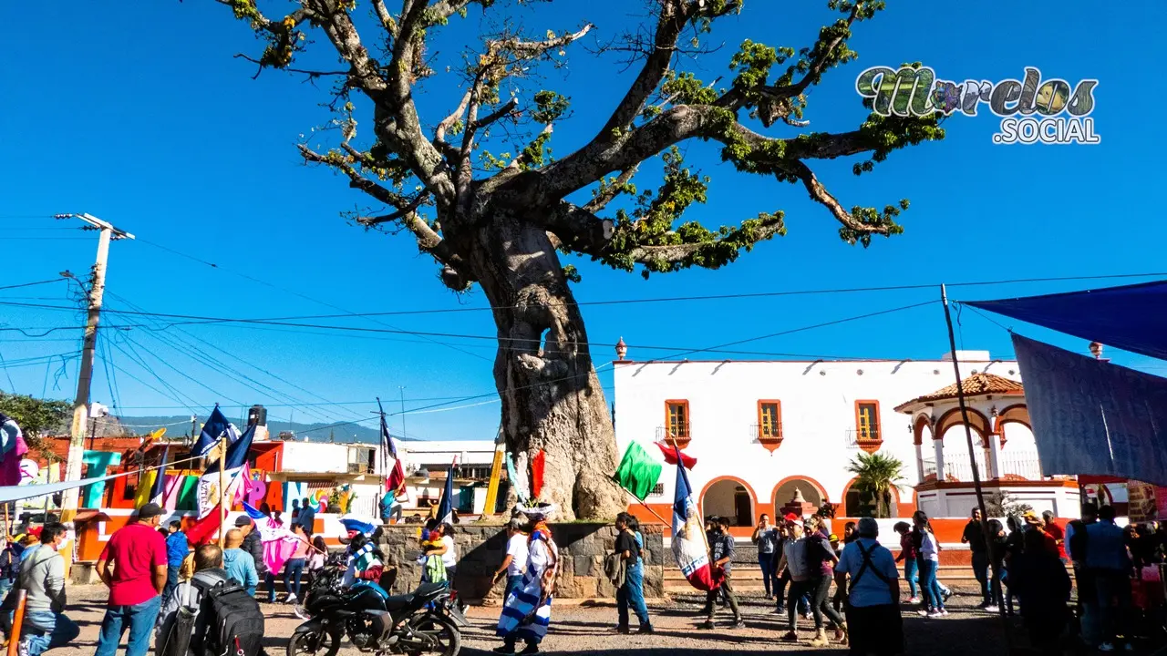 Árbol central en el centro de Tlayacapan.