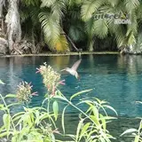 Un pequeño colibrí tomando polen de las flores a las orillas del rio de las Estacas