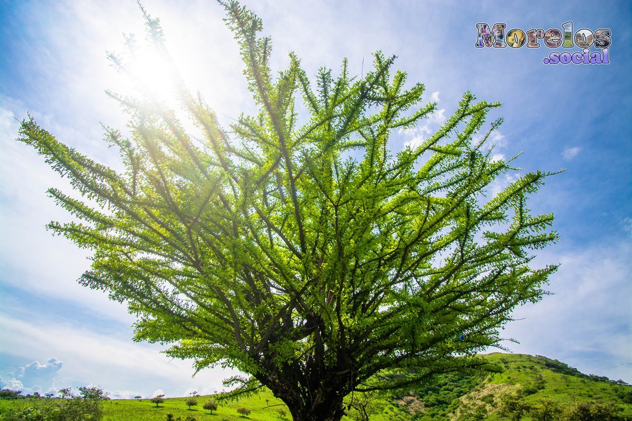 Arbol tecomate en las faldas del Cerro de Atlacholoaya