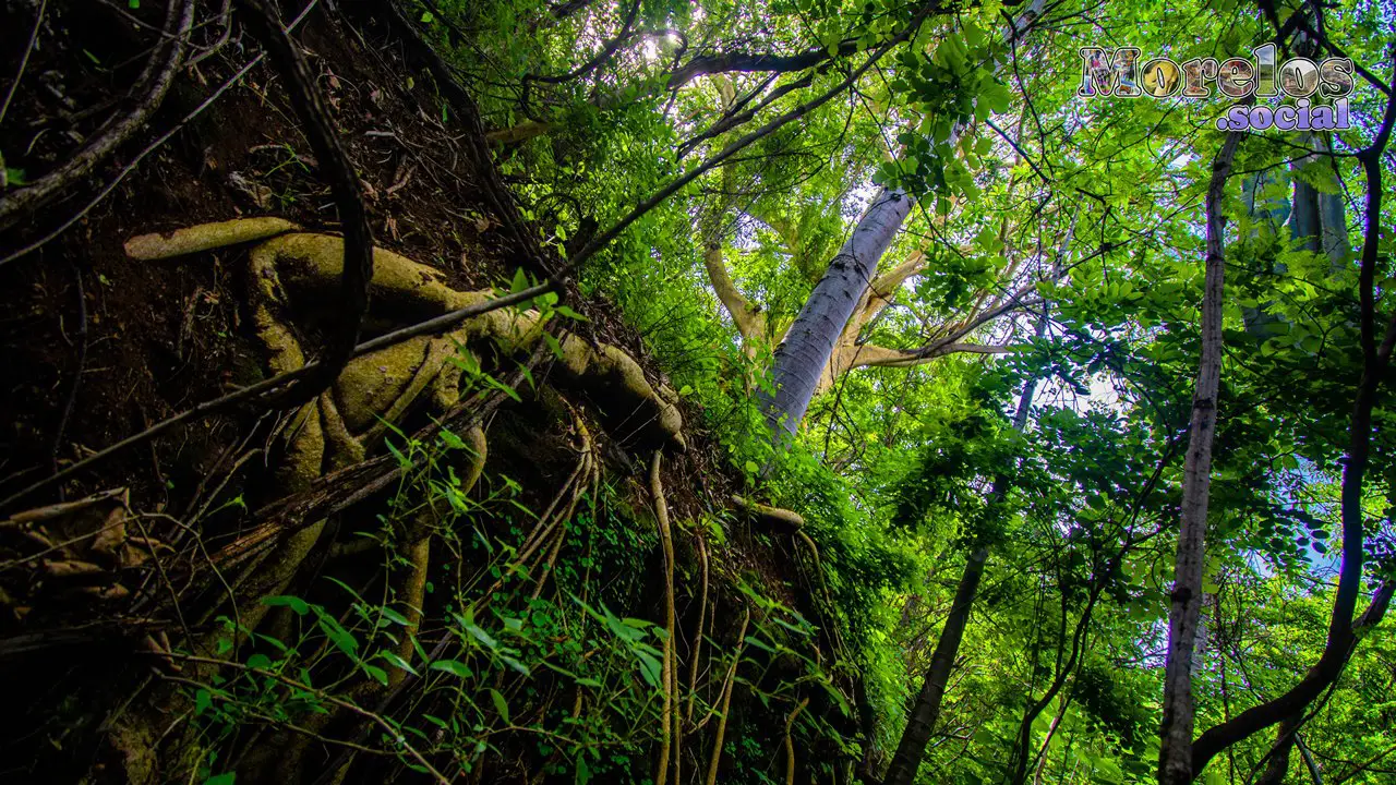 Cerro de Atlacholoaya, Morelos - 23 de Junio del 2021 | Colecciones multimedia | Morelos.social