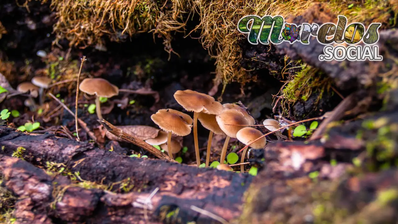 Hongos silvestres “Gymnopus dryophilus” en el Cerro de la Luz de Tepoztlán, Morelos