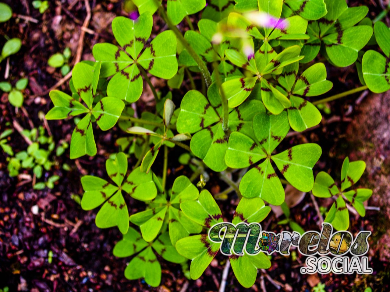 Trébol de la Suerte (Oxalis tetraphylla) viviendo en el Cerro de la Luz de Tepoztlán