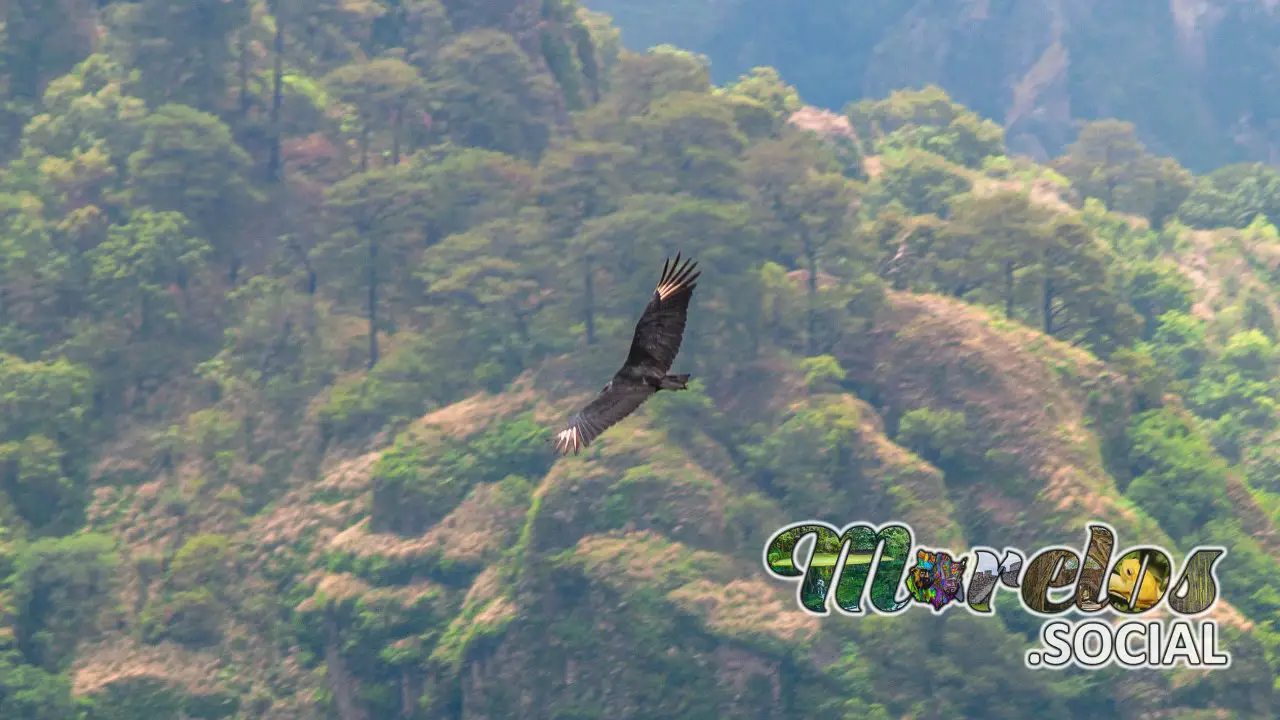 Zopilote comun volando sobre el Cerro de la Luz de Tepoztlán, Morelos, México