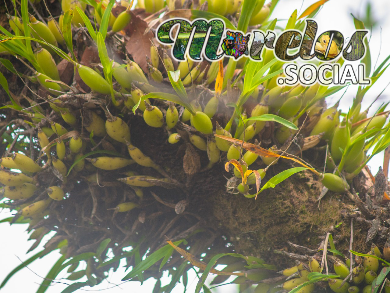 Prosthechea squalida - Orquideas creciendo sobre el tronco de un arbol en Tepoztlán, Morelos