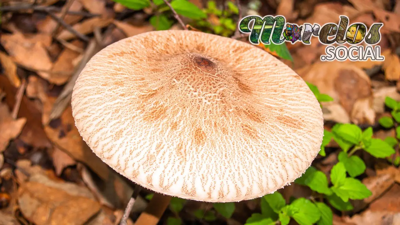 Un gran hongo creciendo de manera silvestre en el Cerro de la Luz de Tepoztlán, Morelos