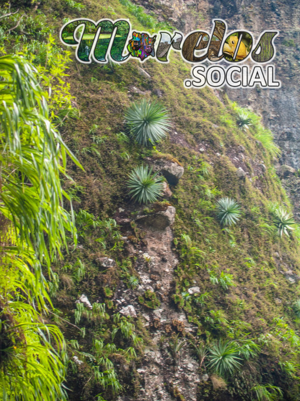 Vegetación creciendo en las paredes de las mecetas del cerro de la luz en Tepoztlán, Morelos