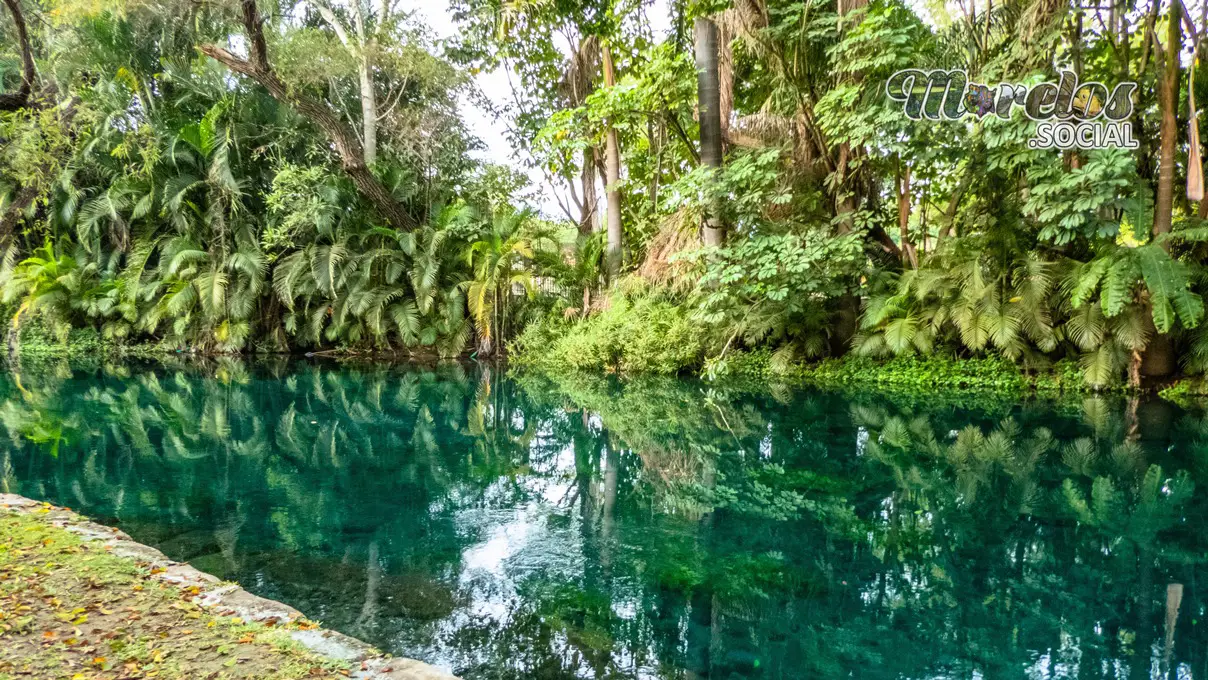 Hermoso paisaje natural del río verde lleno de vegetación