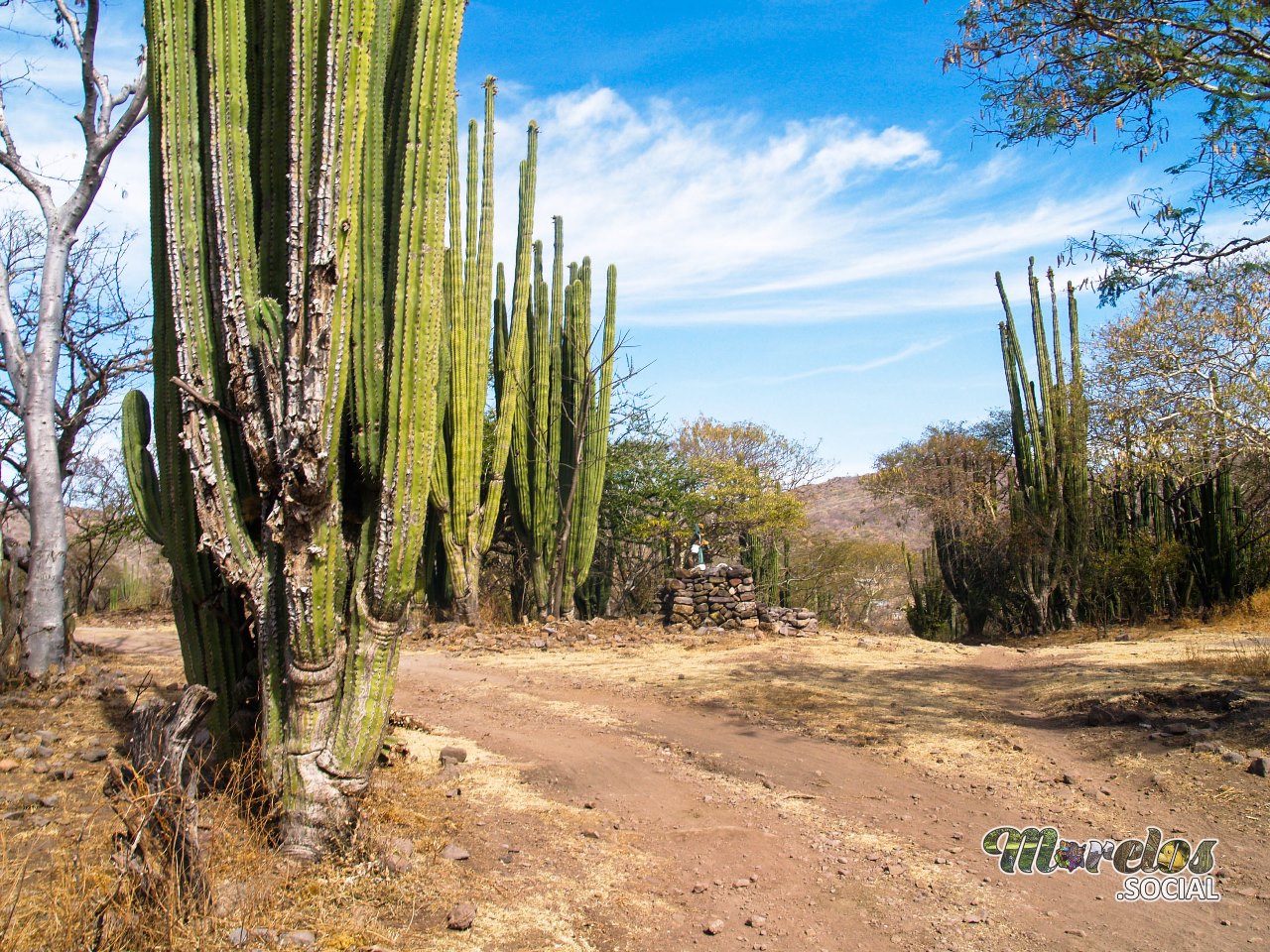 Área de órganos o cactus columnares dentro de la Sierra de Huautla en el estado de Morelos