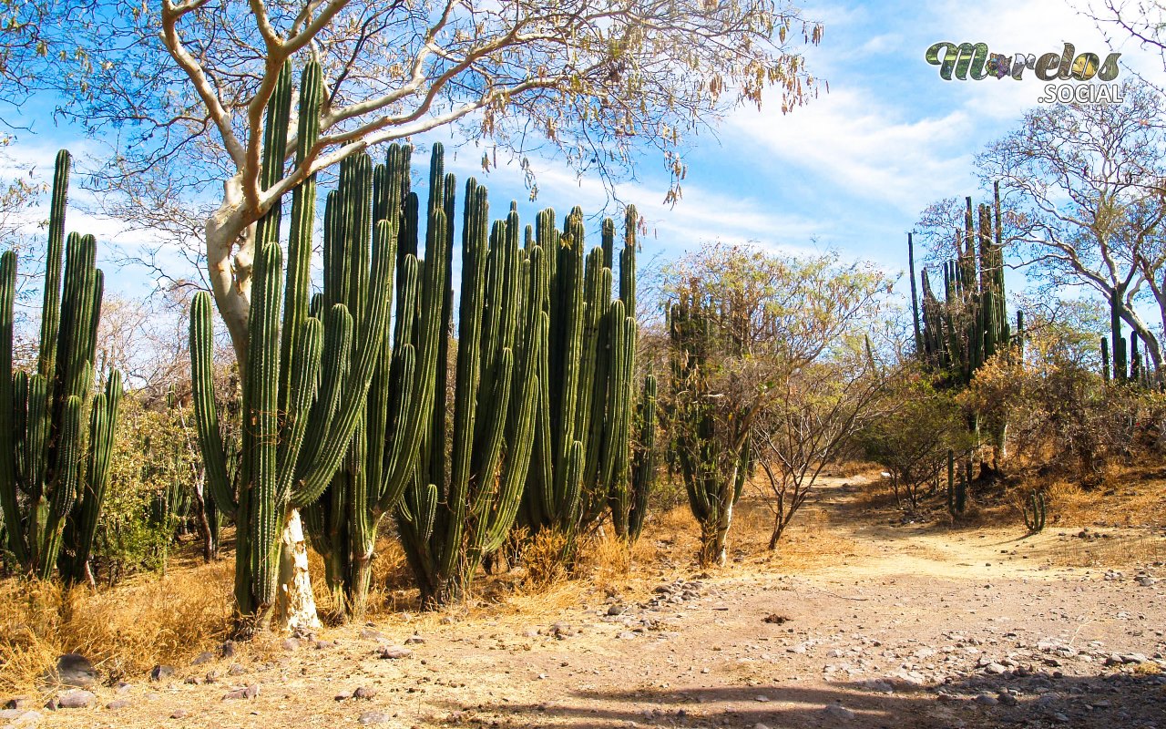 Area de cactus dentro de la Sierra de Huautla en Tlaquiltenango, Morelos