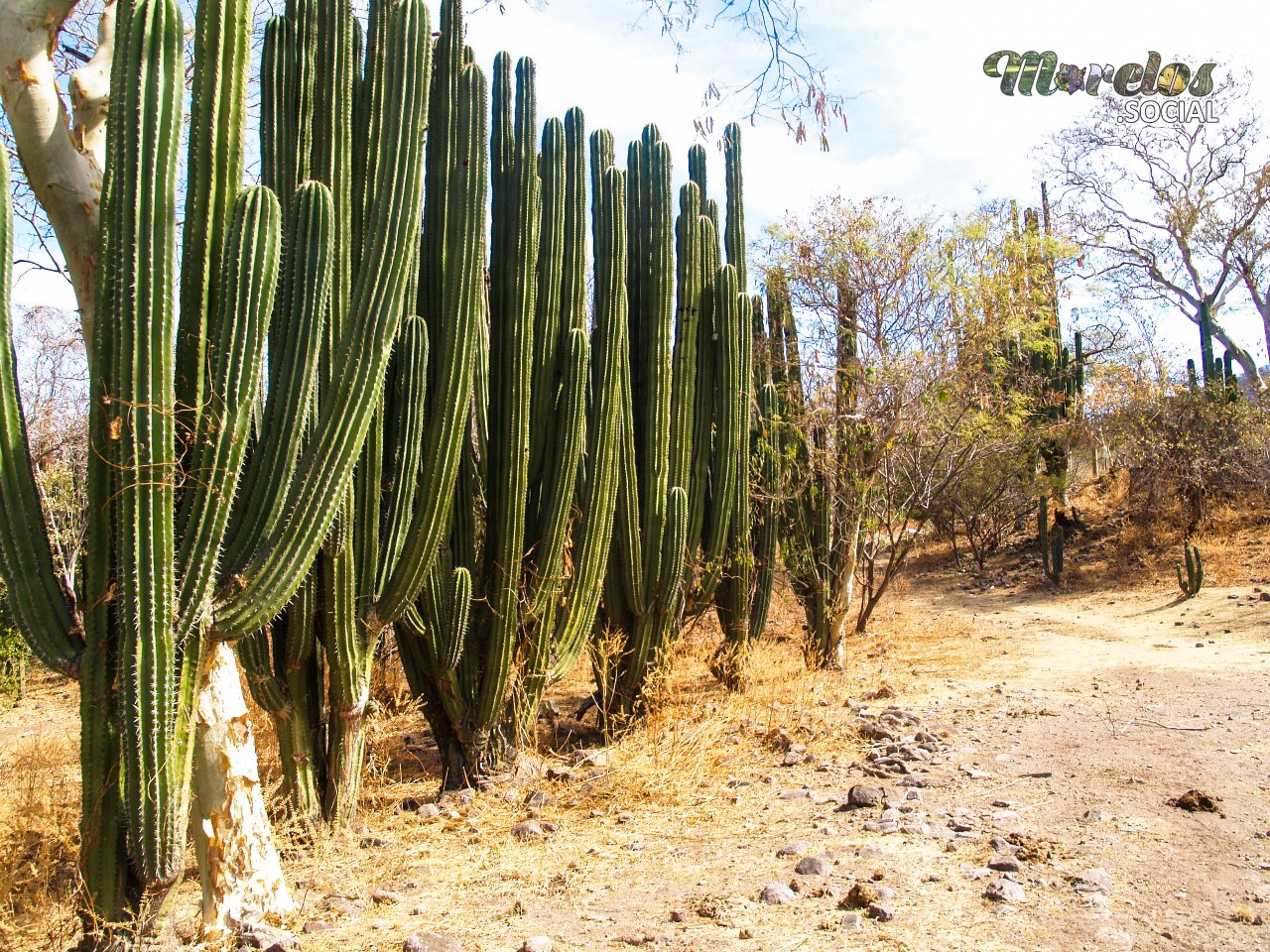 La selva baja caducifolia es un tipo de ecosistema que se encuentra en varias regiones de México, incluido el estado de Morelos. Este tipo de selva es