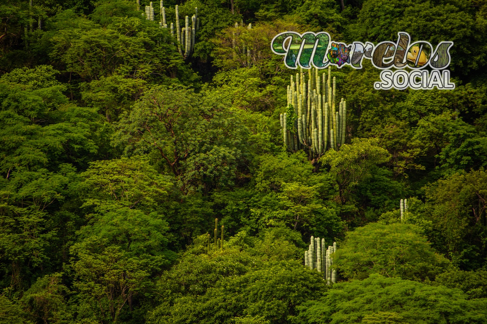 Selva baja caducifolia de Morelos en la Sierra de Huautla