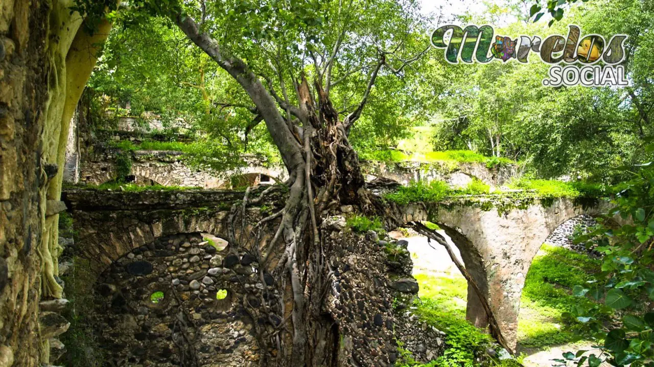 Amate creciendo en estructura Exhacienda de Ixtoluca.