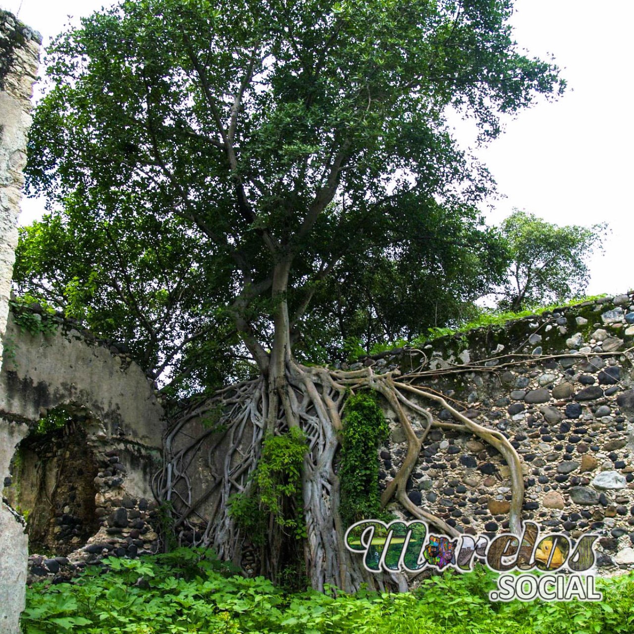 Gran Amate en los muros de la ex hacienda de San Jacinto Ixtoluca de Tlaquiltenango, Morelos