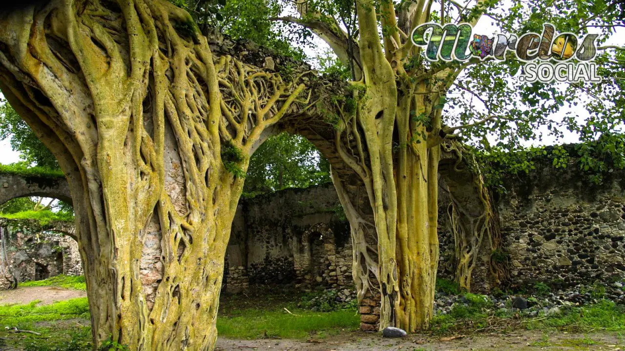 Amates amarillos en los acueductos de la exhacienda de San Jacinto Ixtoluca en Tlaquiltenango, Morelos