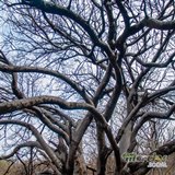 Ramas Efímeras: El Baile del Tiempo entre Otoño y Primavera