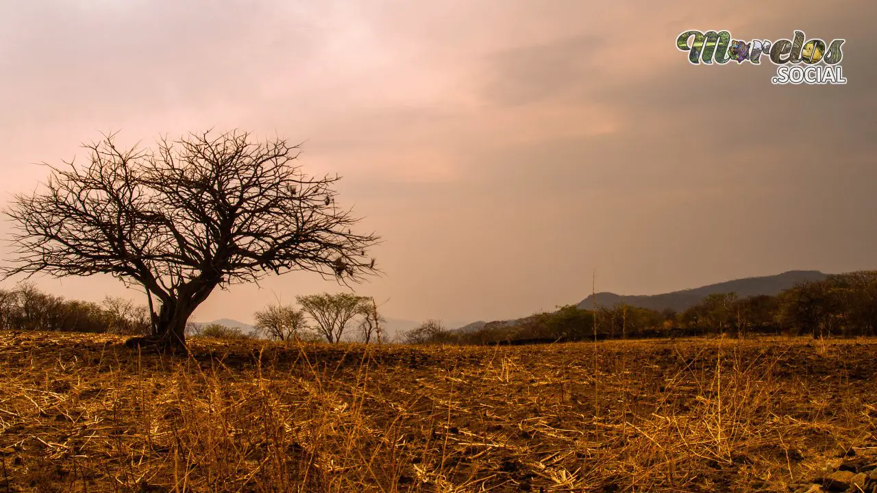 Sombras Ancestrales: El Refugio del Árbol Centenario en Tlaquiltenango