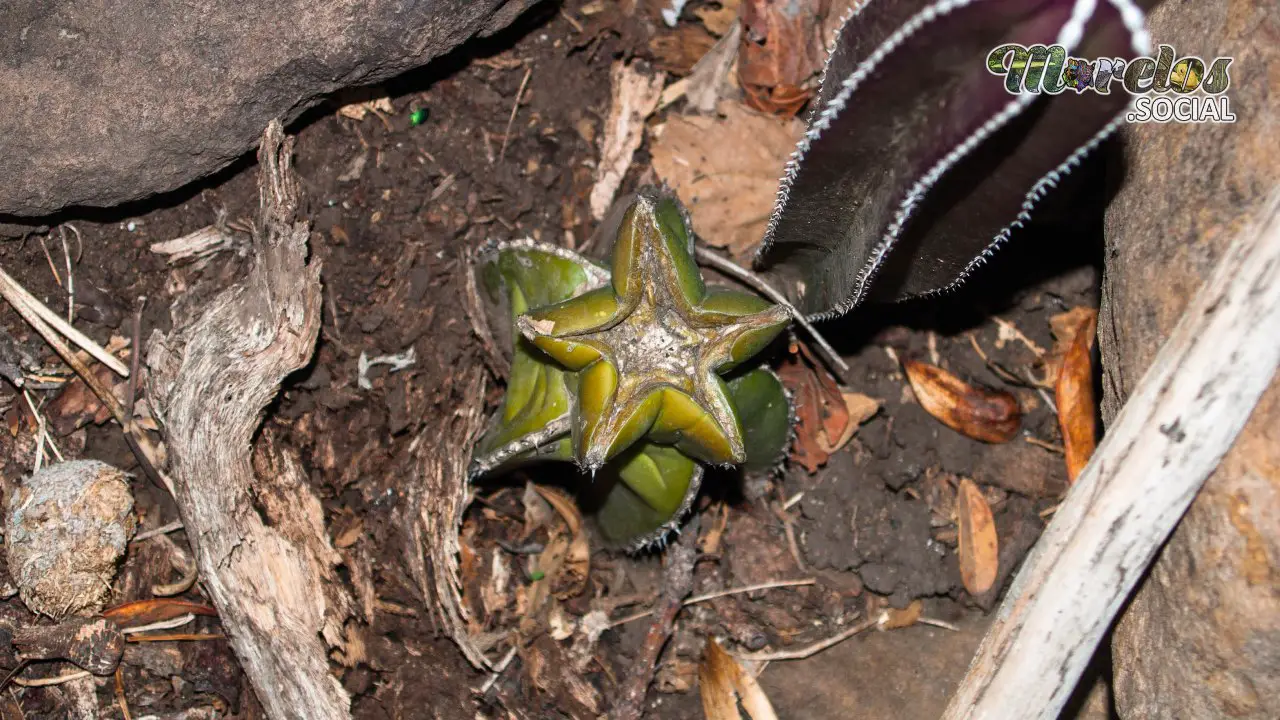 Cactus Morelenses: Tesoros de la Selva Baja Caducifolia