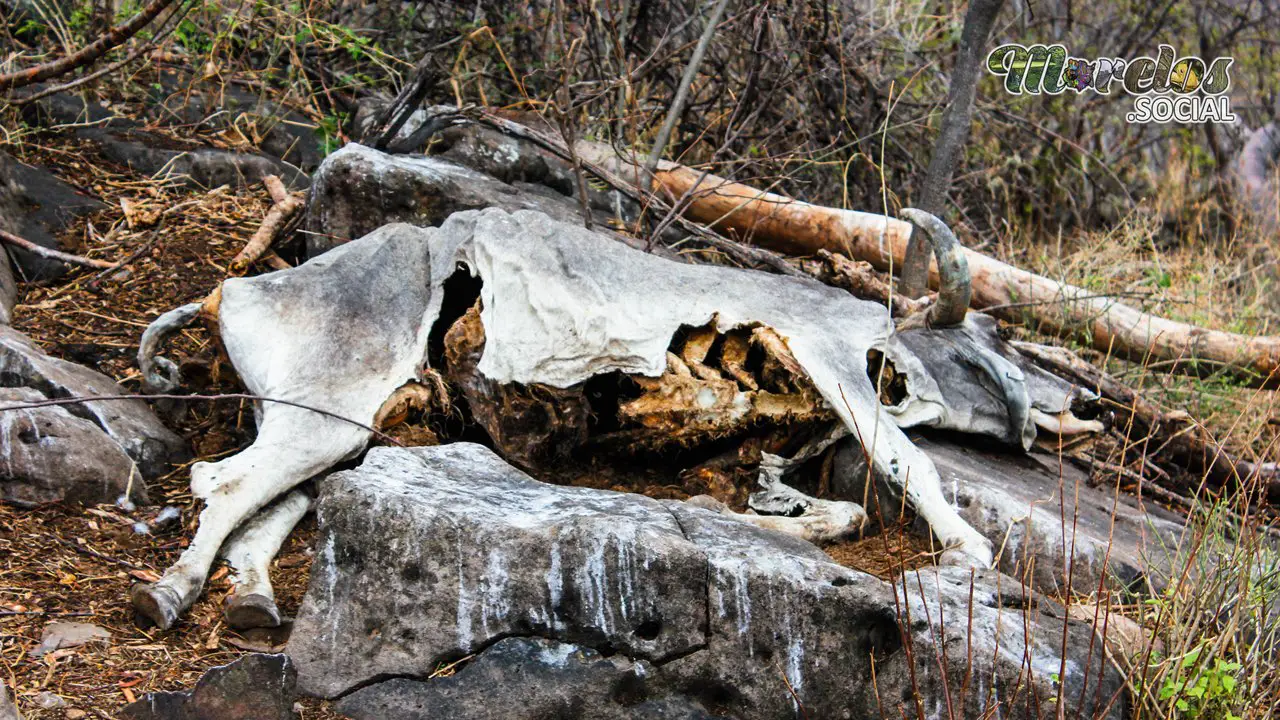 El Eco Silencioso: Testimonio Desnudo de la Muerte en la Naturaleza